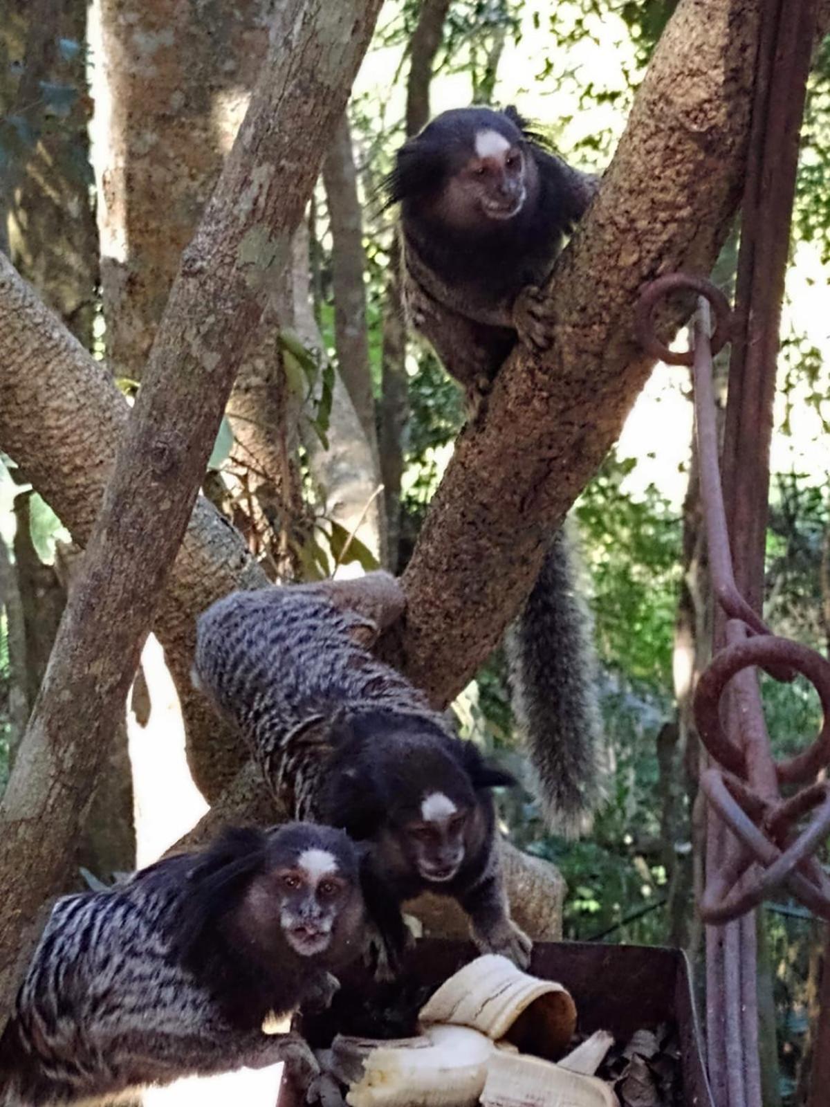 Penzion Chacara Chiafarelli São Roque Exteriér fotografie